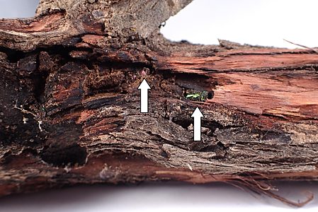 Diphucrania nubeculosa, PL3883C, PL3883B, female and male, dead non-emerged adult, in Acacia spilleriana, dead stem base, MU